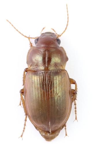 Amara fulva